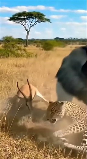 Gorilla vs Leopard！ゴリラ VS ヒョウ！고릴라 VS 표범！大猩猩VS豹子！#apexpredators #jungleshowdown