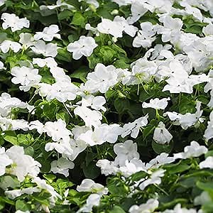Outsidepride White Periwinkle Seeds for Planting – 2000 Pcs Annual, Fast-Blooming, Heat & Drought Tolerant Vinca Flower Seeds with Vibrant Colors Ideal for Gardens, Beds, Borders & Containers