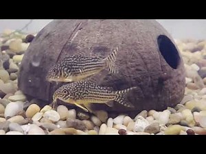 Sterbai corydoras spawning, breeding behavior, and live egg laying.