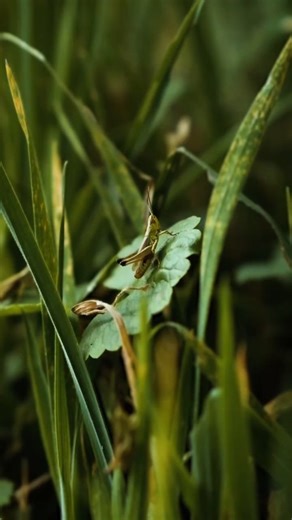Charles Rose on Instagram: "The sound of a Field Grasshopper stridulating 🦗 While walking through a grassy area, I noticed a lot of Grasshoppers hidden among the vegetation. Their stridulations filled the air. I wanted to isolate the sound of a single Grasshopper. That meant being patient. First, I had to spot one actually stridulating, not as easy as it sounds. Then, I approached very slowly with my boom pole and small microphone to get as close as possible without startling it. This way, I ma