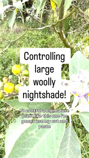 It’s Weedy Wednesday! Dave got some tips on how to control large woolly nightshade plants #pestcontrol #PestPlants | Toi Moana Bay of Plenty Regional Council