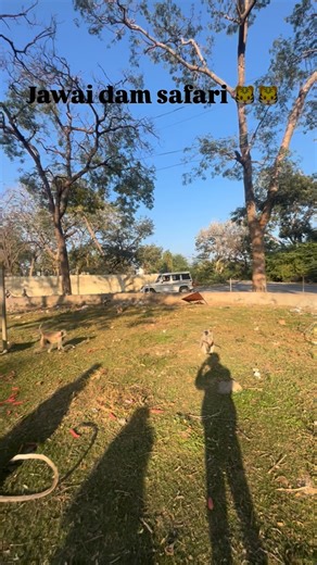 Jawai Dam safari | Jawai dam safari 🐯🐯🏔️🏔️ | Instagram