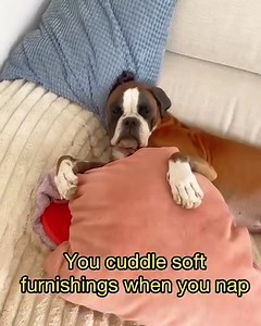 Signs you might be a boxer dog 🤪 | Bobby from the bin