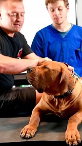 Is your dog afraid of lightning, fireworks, noise #dogsoftiktok #boerboel #boerboelsoftiktok #dogtrainersoftiktok #p | Pet Dogs