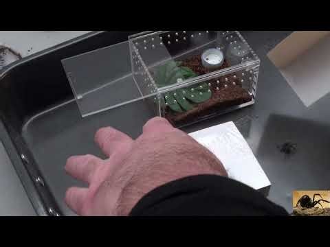 Purple Pinktoe Tarantula Transfer into a New Habitat Tries to Escape