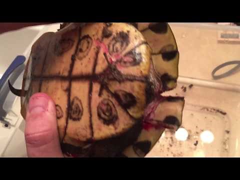 Found a Turtle Who Was Hit by a Car. HOW TO FIX A CRUSHED TURTLE!! 2nd Chance at Life!