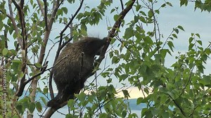 porcupine climbing down from a tree, Canada North America nature and porcupine wildlife, Canada, 2022 Stock Video
