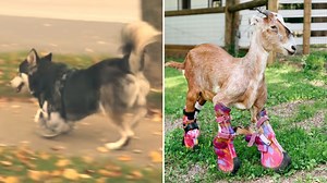 Prosthetics Changed Everything For 8 Incredible Animals That Have Beat The Odds