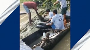 Indian officials rescue baby rhino struggling in flooded park
