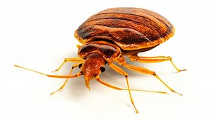 Bed Bug Videos