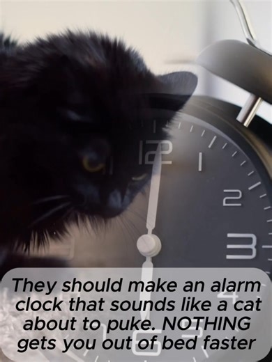 The should make an alarm clock that sounds like a cat about to puke. NOTHING gets you out of bed faster | Biglike Animals