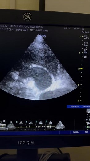 Real Time Visualization of " Heart worms " at the Right Ventricle as well as base of Pulmonary Artery in a dog during Echocardiograpghy | Animal Health Pathology Lab