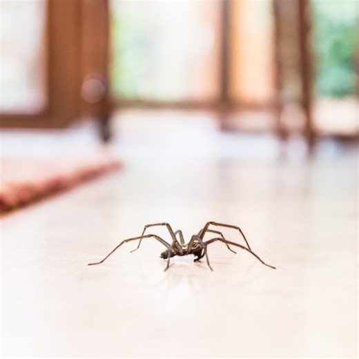 19 Interesting Facts About Spiders