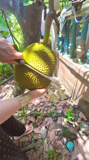 Mít không hạt miền Tây: Mít Thái chín cây trong vườn nhà