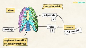 Scheletul omului. Biologie clasa a 7-a