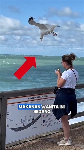 Burung Ini Suka Mencuri Makanan! #fyp #burung #hewanlucu #binatang #hewan #fypシ #faktaunik #fypシ