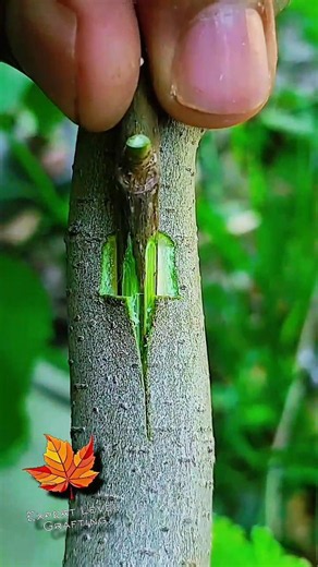 Grafting Fig Trees Chip Grafting and T Grafting.#fruitgrafting
