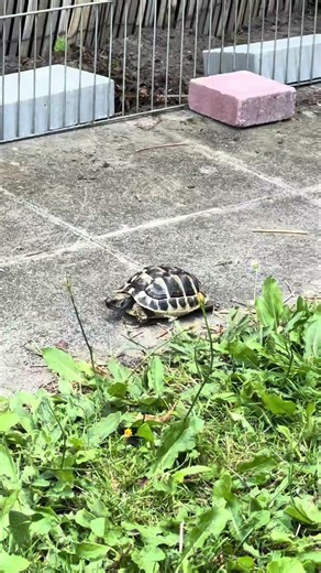 BENSON VISITE SON FUTUR TURTLE PARADISE - PARTIE 2 #tortoise #turtle #benson
