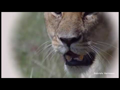 Karneval der Tiere - Der Löwe