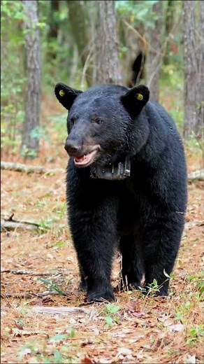 Alabama: The Heart of Dixie