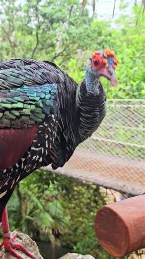 Ocellated turkey Xcaret aviary Playa del Carmen Mexico tropical Caribbean jungle park big bird life