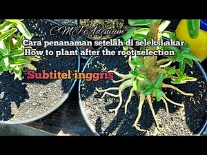 cara tanam adenium setelah di seleksi akar,how to plant adenium after root selection,prokar part II