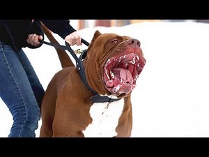 Dogs with the strongest bite! When a dog has a steel jaw...