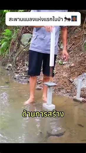 The first insect bridge in the forest 🐜🌉 #ants #bridge #knowledge