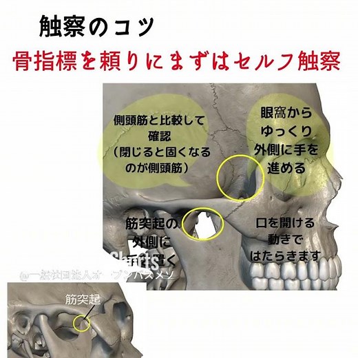 外側翼突筋を触察するためのヒント #shorts #触察 #解剖学