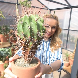 This shop carries the craziest cacti. Visit hotcactus.nyc! | Insider Travel