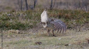 Male Sharptailed Grouse dance to impress females on prairie grass lek Stock Video