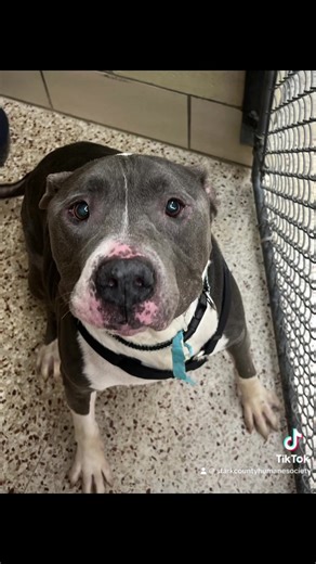 Shelter enrichments All 4 on the Floor, Paw, and Playing outside today!! #shelterenrichment | Stark County Humane Society
