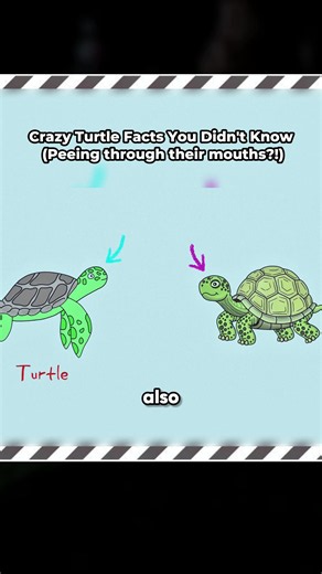 Weirdest Turtle Facts: 15 Strange Animal Traits Explained