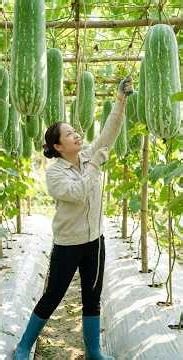 Harvest 1000+ Kg Of Curved Gourd With White Powder Goes to market sell #short