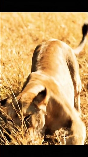 National Geographic Animals 🦁 | Wild Life Documentary 4K | Nature & Wildlife