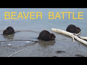 BEAVER BATTLE …. 2 Beavers Fight Over 1 Stick