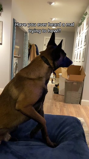 Understanding Belgian Malinois Sounds: Do They Howl?