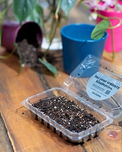3.8K views · 66 reactions | Good things can sprout from even the tiniest efforts.  Celebrate #EarthMonth by upcycling your old produce packaging and transforming it into a seedling planter  #SproutsFarmersMarket | Sprouts Farmers Market | Facebook