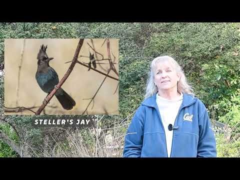 How to use Merlin and eBird