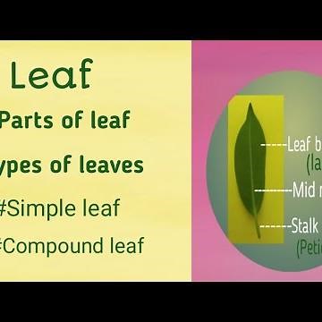 Leaf ,Parts of leaf , Types of leaves Simple and Compound leaves, Pinnately and Palmately leaves