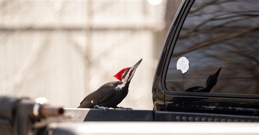 A Coastal New England Town’s ‘Ornery’ Vandal: A Woodpecker