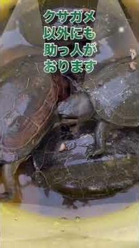 ナメクジをクサガメで駆除させる作業中、自然界の忍者登場。ヤモリも昆虫を食べる在来種、畑を害虫から守れ！