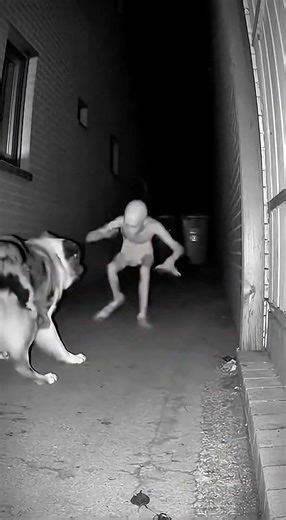 Dog Blocks Creature's Every Move After It Hit Post | Creature Makes Desperate Run For Window #scary