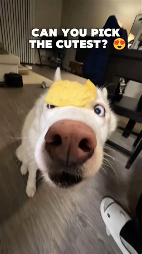 Dog vs Cat Who’s the Cutest? ❤️🐾