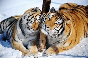Endangered Species Blog 3: Amur Tiger