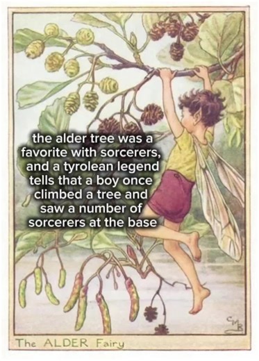A tale of the Alder tree, reviving what was once lifeless 💀 #folklore #natureconnection #fantasy #aldertree #enchantment
