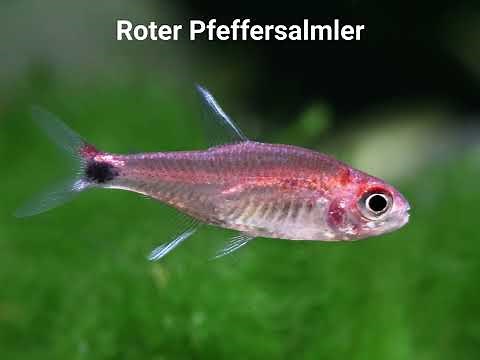 Die BESTEN MINI FISCHE fürs kleine Aquarium / Nanoaquarium