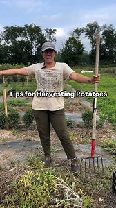 1.5K views · 3 comments | How To Harvest Potatoes in the Garden凜...