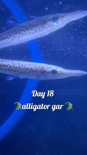 Day 18 alligatorgar 🐊growth update #aquariumfish #exoticaquariumfish #alligatorgar #shorts #viral