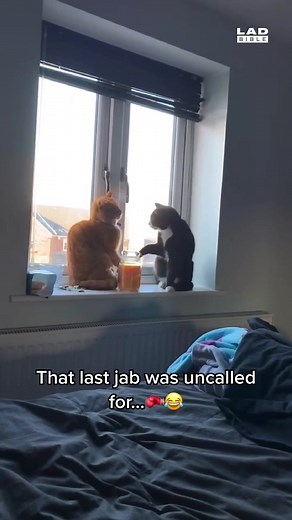 Hilarious Cat Fight: Cats Arguing and Rolling Funniest Moments